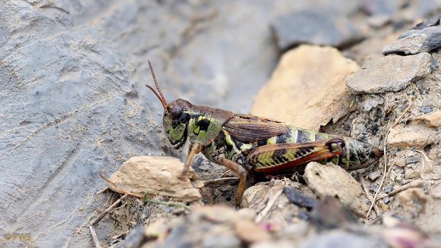 Nordische Gebirgsschrecke – die Eier überdauern eins bis zwei Winter bevor die Larven schlüpfen (Foto: Paul Walser)