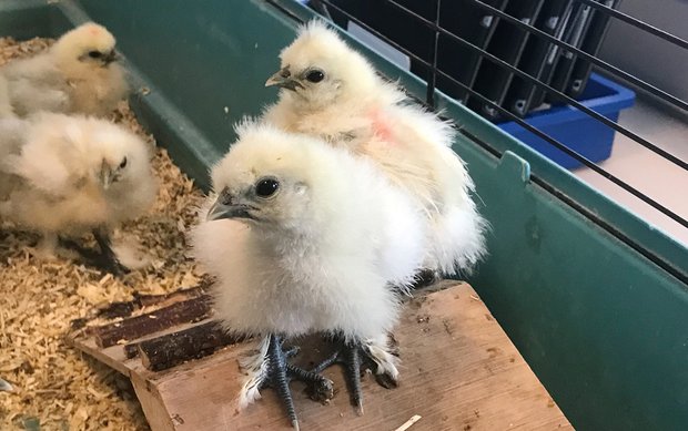 Gelbe Flaumbällchen zu Gast im EF Biologie