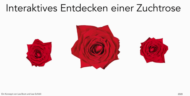 Interaktives Entdecken einer Zuchtrose, Lea Schibli und Lea Boot