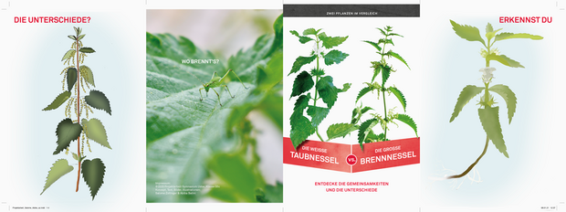 Plakat Morphologische Unterschiede, Abiba Batini und Salomé Zollingert