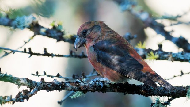 Fichtenkreuzschnabel – mit seinem hochspezialisierten Schnabel ernährt er sich von Nadelbaumsamen (Foto: Paul Walser)