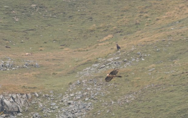 Bartgeier – der grösste Greifvogel der Schweiz mit einer Flügelspannweite bis zu drei Metern  (Foto: Paul Walser)